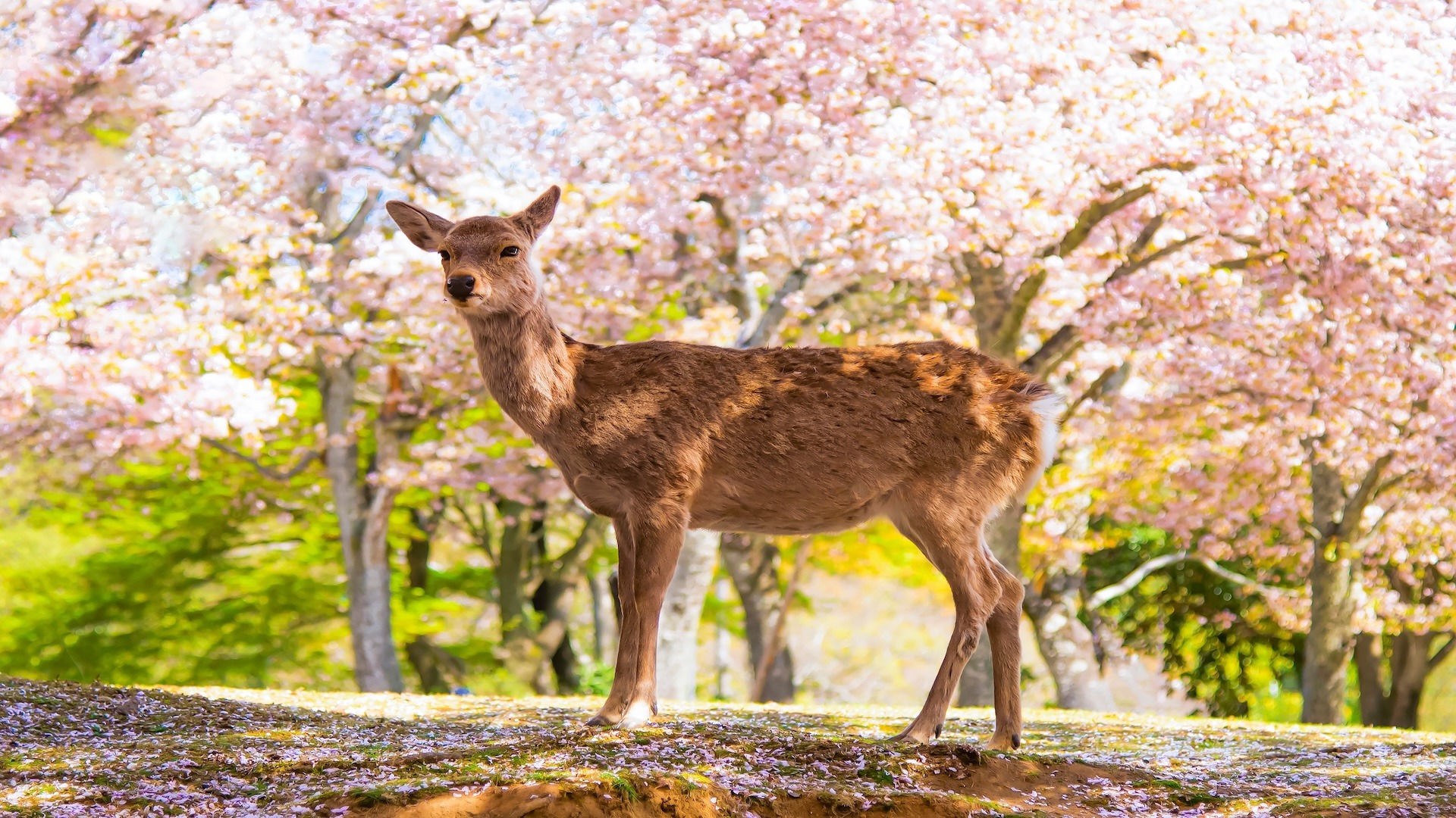 product-8d/6n-rotama-autumn-japan,-nara-&-sagano-romantic-train-by-sq-banner