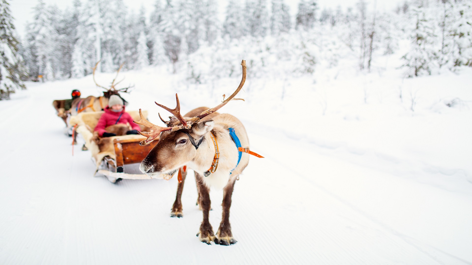 product-10d/7n-rotama-finland-rovaniemi-&-king-crab-safari-banner