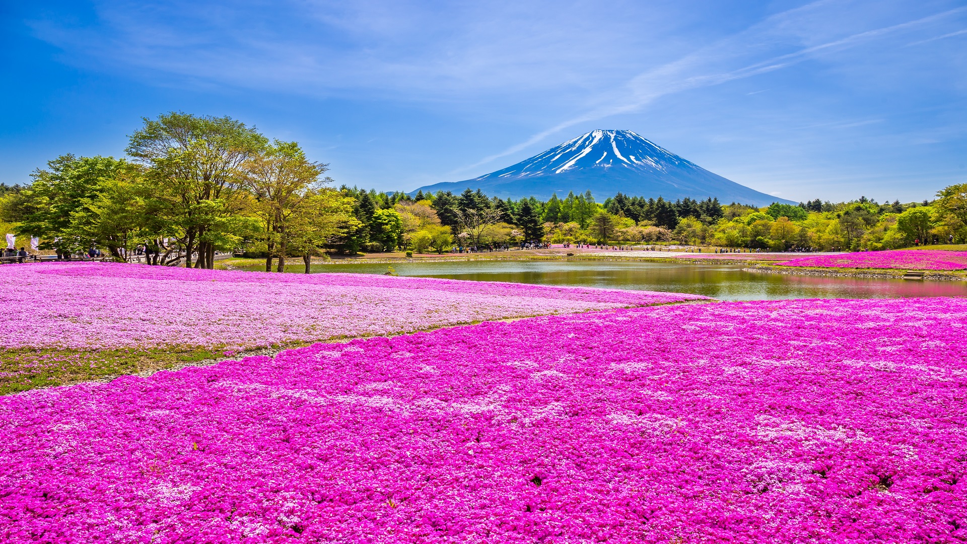 product-7d/5n-rotama-japan-shirakawago-wisteria-&-shibazakura-festival--banner