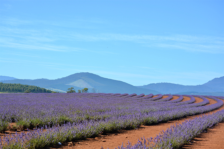 product-10d-wita-australia-tasmanian-+-lavender-farm-banner