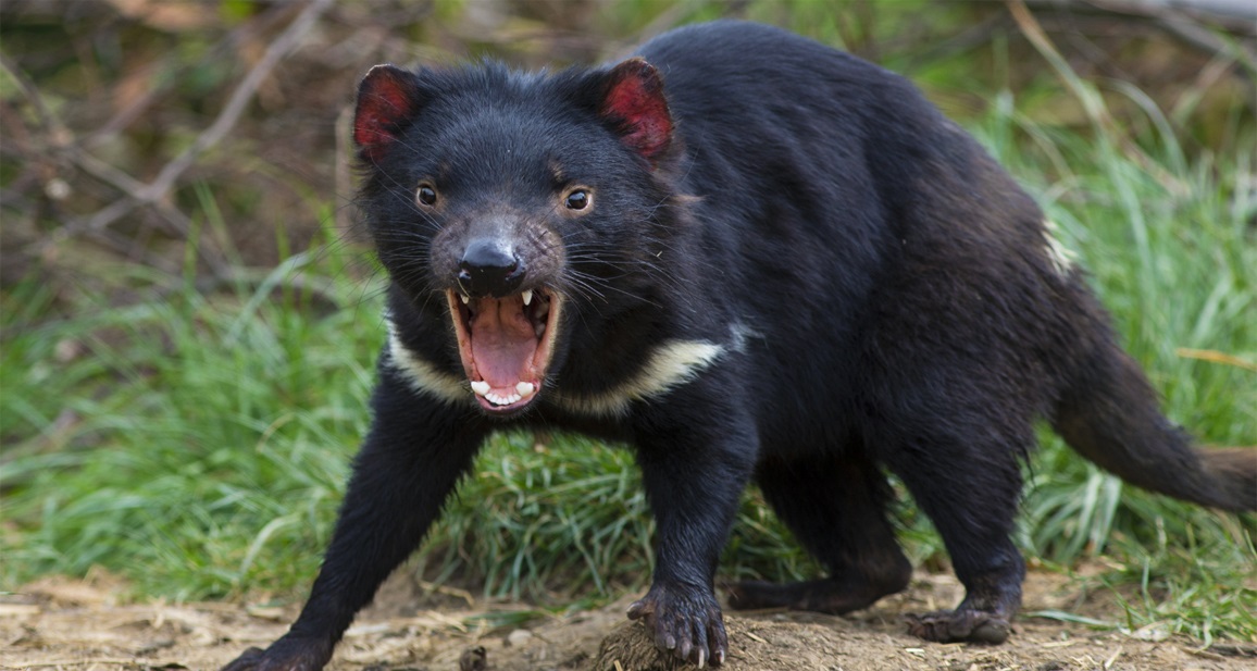 Tasmanian devil